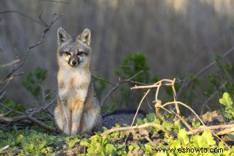 ¿Se puede tener un zorro como mascota? Lo que necesita saber