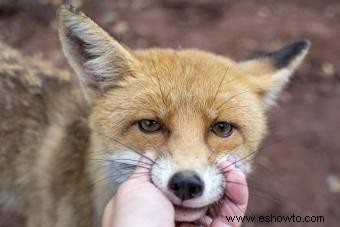 ¿Se puede tener un zorro como mascota? Lo que necesita saber