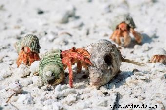 11 datos sobre el cangrejo ermitaño acerca de estos fantásticos crustáceos