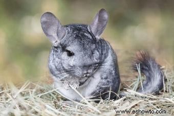 13 chinchillas Datos sobre estos diminutos pero vivaces animales