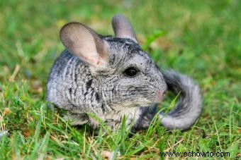 13 chinchillas Datos sobre estos diminutos pero vivaces animales