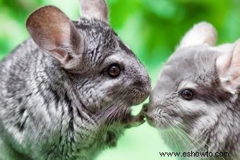 13 chinchillas Datos sobre estos diminutos pero vivaces animales