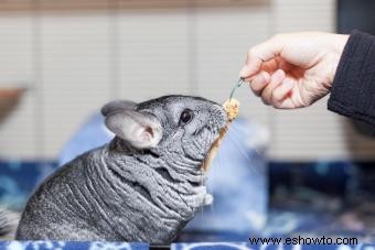 13 chinchillas Datos sobre estos diminutos pero vivaces animales