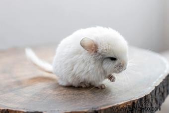 13 chinchillas Datos sobre estos diminutos pero vivaces animales