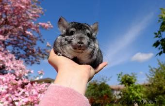 Más de 150 nombres encantadores de chinchillas