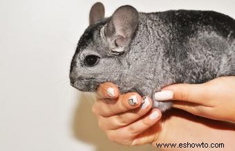 Más de 150 nombres encantadores de chinchillas