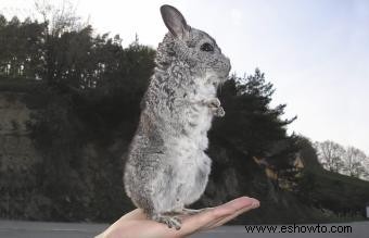 Más de 150 nombres encantadores de chinchillas