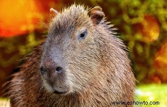 Guía de cuidados e información sobre las mascotas capibara