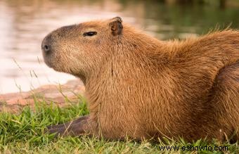 Guía de cuidados e información sobre las mascotas capibara