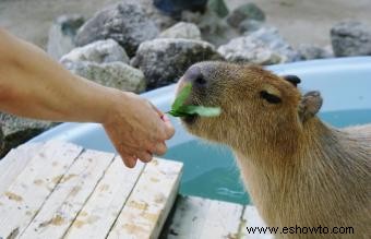 Guía de cuidados e información sobre las mascotas capibara