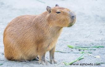 Guía de cuidados e información sobre las mascotas capibara