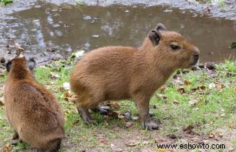 Guía de cuidados e información sobre las mascotas capibara