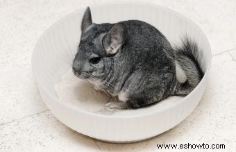 Instrucciones y consejos para el baño de polvo de chinchilla