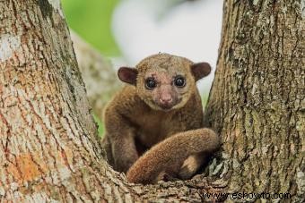 Datos interesantes de Kinkajou sobre estos residentes tropicales