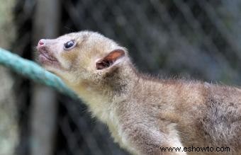 Datos interesantes de Kinkajou sobre estos residentes tropicales