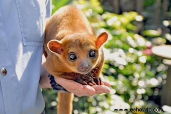 Datos interesantes de Kinkajou sobre estos residentes tropicales