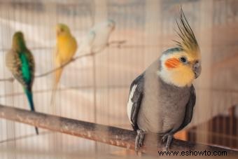 Promedio de vida útil de las aves de compañía populares