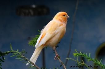 Promedio de vida útil de las aves de compañía populares