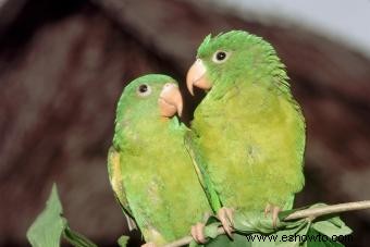 Promedio de vida útil de las aves de compañía populares