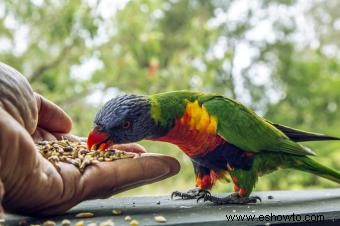 Promedio de vida útil de las aves de compañía populares