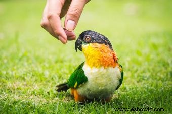 Promedio de vida útil de las aves de compañía populares