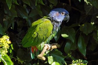 Promedio de vida útil de las aves de compañía populares