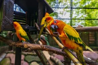 Promedio de vida útil de las aves de compañía populares