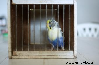 Promedio de vida útil de las aves de compañía populares