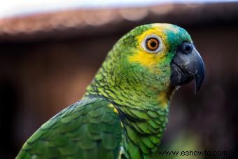 Promedio de vida útil de las aves de compañía populares