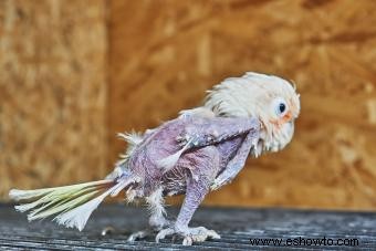 Promedio de vida útil de las aves de compañía populares