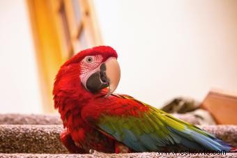 Más de 120 nombres divertidos (y chiflados) de pájaros para tu mascota