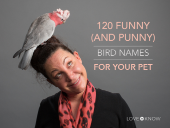 Más de 120 nombres divertidos (y chiflados) de pájaros para tu mascota