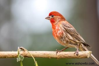 Más de 120 nombres divertidos (y chiflados) de pájaros para tu mascota