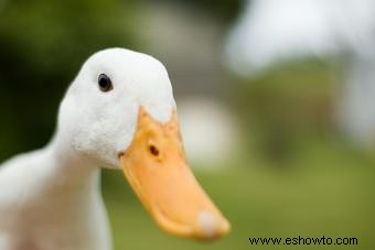 Más de 120 nombres divertidos (y chiflados) de pájaros para tu mascota