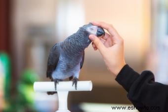 Más de 120 nombres divertidos (y chiflados) de pájaros para tu mascota