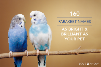 160 nombres de periquitos tan brillantes como tu mascota