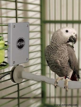 Excelentes accesorios para pájaros domésticos