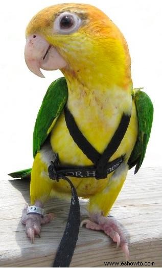 Excelentes accesorios para pájaros domésticos