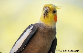 ¿Cómo saber cuándo un pájaro se está muriendo?