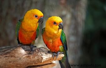 Guía de cuidado de mascotas, vida útil y comportamiento de Jenday Conure