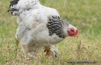 Razas de pollos mascotas conocidas por ser amistosas y dóciles