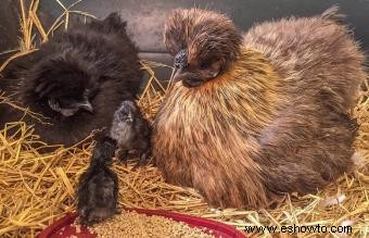 Razas de pollos mascotas conocidas por ser amistosas y dóciles