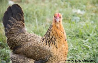 Razas de pollos mascotas conocidas por ser amistosas y dóciles