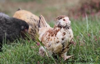 Razas de pollos mascotas conocidas por ser amistosas y dóciles