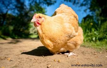 Razas de pollos mascotas conocidas por ser amistosas y dóciles