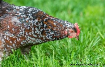 Razas de pollos mascotas conocidas por ser amistosas y dóciles