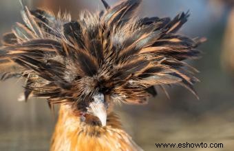 Razas de pollos mascotas conocidas por ser amistosas y dóciles