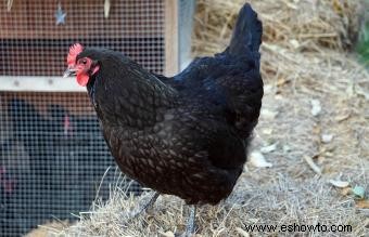 Razas de pollos mascotas conocidas por ser amistosas y dóciles