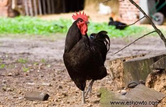 Razas de pollos mascotas conocidas por ser amistosas y dóciles