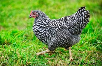 Razas de pollos mascotas conocidas por ser amistosas y dóciles